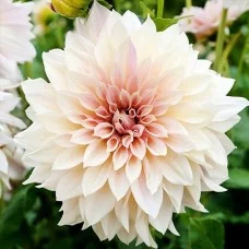 Daalia Café au Lait